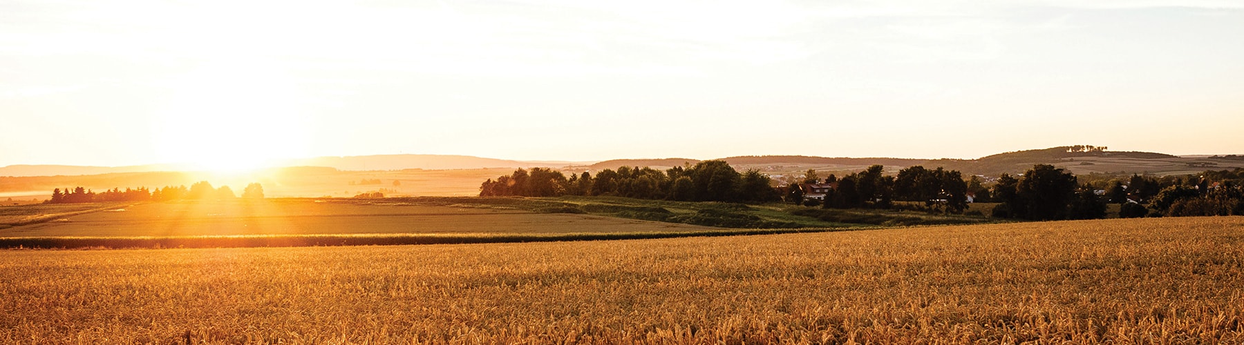 A field at sunset